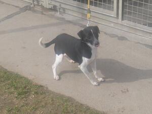Bild vergr&ouml;&szlig;ern: Jack-Russel-R&uuml;de,ca 2 Jahre