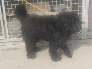 Bild vergr&ouml;&szlig;ern: Tibet-Terrier, R&uuml;de, ca. 6 Jahre