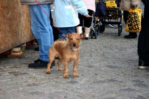Adventsmarkt 2008